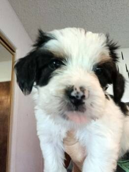 Morkie Dogs Available for Sale in Gilmer, Texas - Oreo | PetCurious