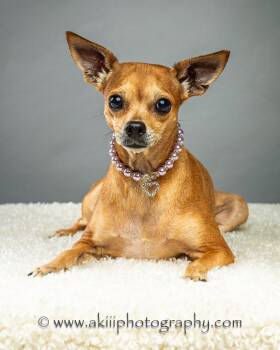 Cassie -  Chihuahua Dog for Adoption in Plano, Texas - Cassie | PetCurious