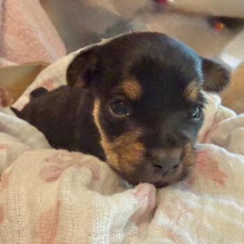Amanda Thripp -  Pug and Mixed Breed Dog for Adoption in Sacramento, California - Amanda Thripp | PetCurious