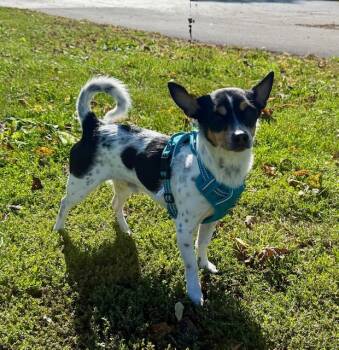 Rescue Rat Terrier and Chihuahua Dogs for Adoption in Shorewood, Illinois - Kiko | PetCurious