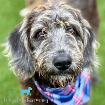 Rescue Irish Wolfhound Dogs for Adoption in Hondo, Texas - Finley - Big Irish Wolfhound Puppy | PetCurious