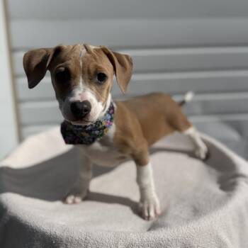 Tilly -  Terrier and Mixed Breed Dog for Adoption in Newberg, Oregon - Tilly | PetCurious