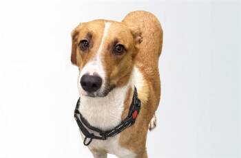ROSEAU -  Labrador Retriever and Mixed Breed Dog for Adoption in Fort Lauderdale, Florida - ROSEAU | PetCurious