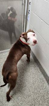 Terrier Dogs Available for Adoption - Theo Sharpe | PetCurious