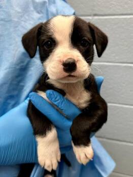 Mixed Breed Dogs Available for Adoption - Lisa | PetCurious