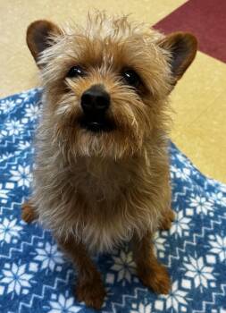 Terrier Dogs Available for Adoption - King | PetCurious