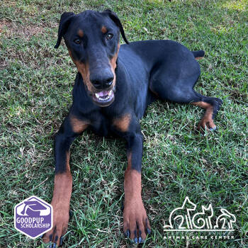 Rescue Doberman Pinscher Dogs for Adoption in Irvine, California - MARKOS | PetCurious