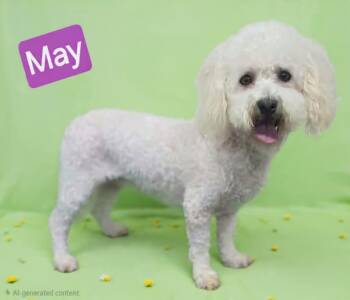 May -  Maltipoo Dog for Adoption in Wheelersburg, Ohio - May | PetCurious
