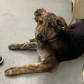WAGS-Stray-22150 -  German Shepherd Dog and Mixed Breed Dog for Adoption in Westminster, California - WAGS-Stray-22150 | PetCurious