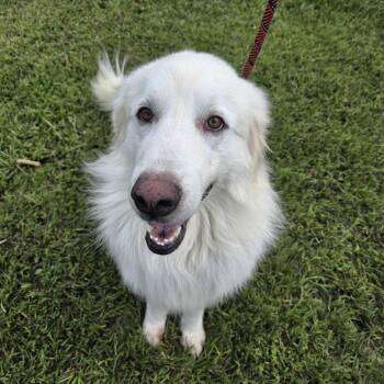 Maverick -  Great Pyrenees and Mixed Breed Dog for Adoption in Beaumont, Texas - Maverick | PetCurious