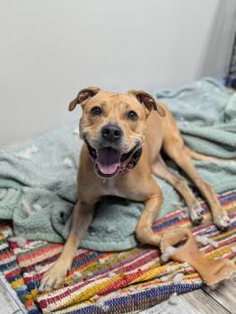 Rescue Mixed Breed Dogs for Adoption in Huntsville, Alabama - Daisy | PetCurious