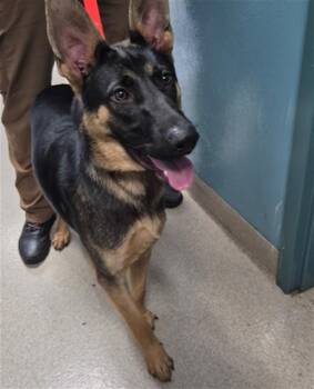 TRIDENT -  German Shepherd Dog Dog for Adoption in Newton, North Carolina - TRIDENT | PetCurious