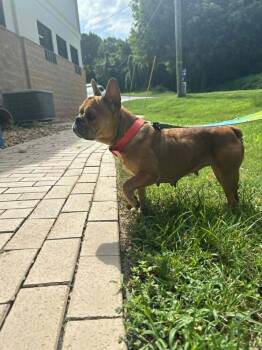 STELLA -  French Bulldog Dog for Adoption in Lakewood Ranch, Florida - STELLA | PetCurious