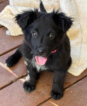 German Shepherd Dog and Border Collie Dogs Available for Adoption - Charcoal | PetCurious
