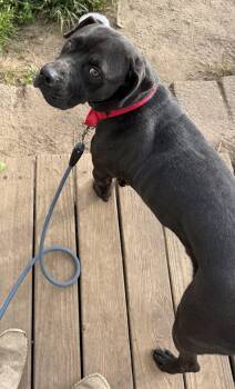 Marcus -  Cane Corso Dog for Adoption in Carver, Massachusetts - Marcus | PetCurious
