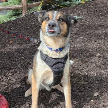 Clover -  Mixed Breed Dog for Adoption in Park City, Utah - Clover | PetCurious