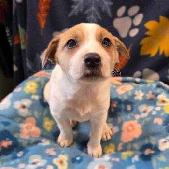 Great Pyrenees Dogs Available for Adoption in Eureka Springs, Arkansas - Lemon Juice | PetCurious