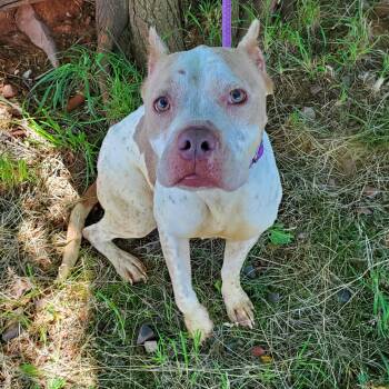 Splatter -  Pit Bull Terrier Dog for Adoption in Jersey City, New Jersey - Splatter | PetCurious