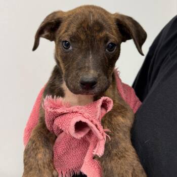 Pit Bull Terrier and Cattle Dog Dogs Available for Adoption in Abilene, Texas - Esperanza | PetCurious