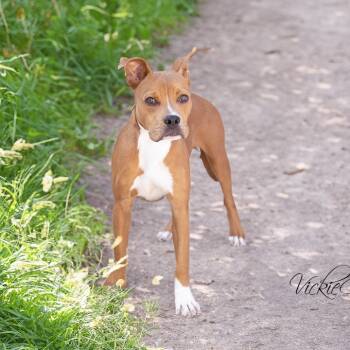 Rescue Mixed Breed Dogs for Adoption in Abilene, Texas - Lando | PetCurious