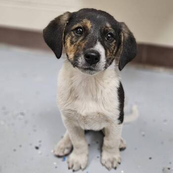 Beagle and Hound Dogs Available for Adoption in Colonial Heights, Virginia - Carter | PetCurious
