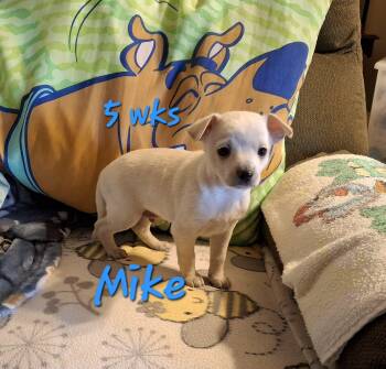 Rescue Chihuahua Dogs for Adoption in Wichita Falls, Texas - Mike | PetCurious