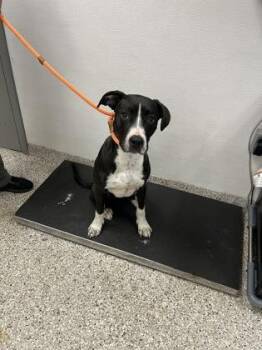 Terrier and Mixed Breed Dogs Available for Adoption in Gastonia, North Carolina - Tito | PetCurious