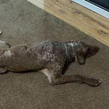 Poodle and Chocolate Labrador Retriever Dogs Available for Adoption - Kaine | PetCurious