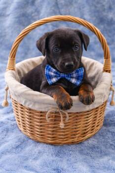 German Shepherd Dog and Labrador Retriever Dogs Available for Adoption in Lucas, Texas - WARICK GS | PetCurious