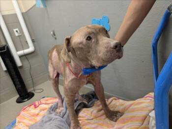 SMOKI -  Pit Bull Terrier Dog for Adoption in Las Vegas, Nevada - SMOKI | PetCurious