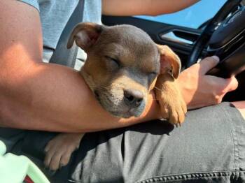 Daisy -  Pit Bull Terrier and Shepherd Dog for Adoption in Warr Acres, Oklahoma - Daisy | PetCurious