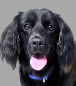 Percy -  Cocker Spaniel Dog for Adoption in Plano, Texas - Percy | PetCurious