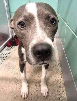 CRYSTAL MICHELE -  Staffordshire Bull Terrier and Mixed Breed Dog for Adoption in Houston, Texas - CRYSTAL MICHELE | PetCurious