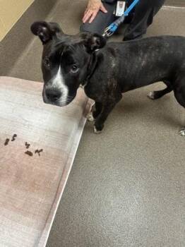 Dutchess -  Mixed Breed Dog for Adoption in Wichita, Kansas - Dutchess | PetCurious