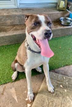 American Staffordshire Terrier and Boxer Dogs Available for Adoption - Winston | PetCurious