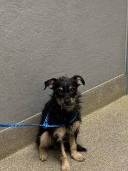 Miniature Pinscher and Mixed Breed Dogs Available for Adoption in Las Vegas, Nevada - BUZZ | PetCurious