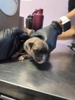 Rescue Mixed Breed Dogs for Adoption in El Paso, Texas - 59800090 | PetCurious