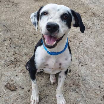 Panda -  Pit Bull Terrier Dog for Adoption in Vieques, Vieques - Panda | PetCurious