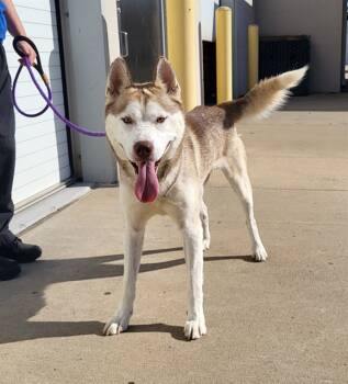 Rescue Siberian Husky Dogs for Adoption in Louisville, Kentucky - LITHIUM | PetCurious