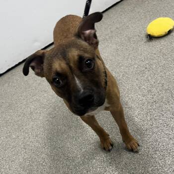 Evel Knievel -  Mixed Breed Dog for Adoption in Matteson, Illinois - Evel Knievel | PetCurious