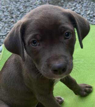 Chili Lonestar -  Labrador Retriever Dog for Adoption in Rockaway, New Jersey - Chili Lonestar | PetCurious