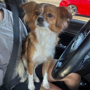 Rowena Ravenclaw -  Papillon and Mixed Breed Dog for Adoption in Rockville, Maryland - Rowena Ravenclaw | PetCurious