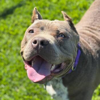 Riley -  American Bulldog Dog for Adoption in Goleta, California - Riley | PetCurious