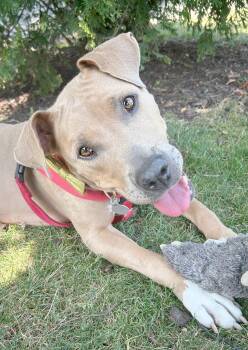 Hawaii -  Pit Bull Terrier Dog for Adoption in Pontiac, Michigan - Hawaii | PetCurious