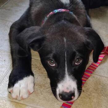 Wally D12222 -  Border Collie and Labrador Retriever Dog for Adoption - Wally D12222 | PetCurious