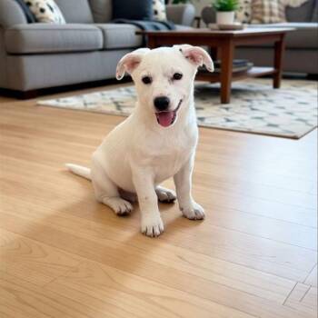 Cattle Dog and Mixed Breed Dogs Available for Adoption - Penny | PetCurious