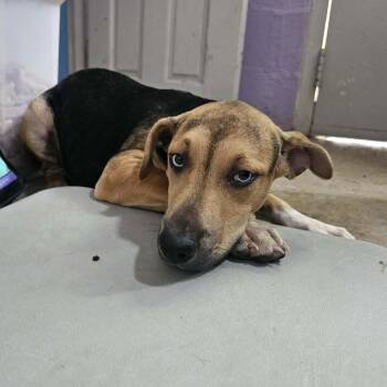 C1 -  Mixed Breed Dog for Adoption in Pulaski, Tennessee - C1 | PetCurious