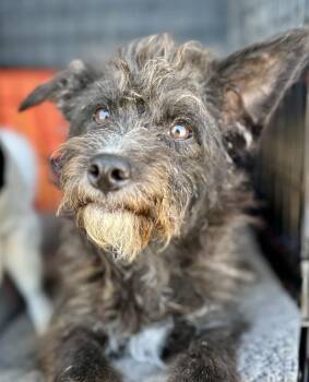 YOLANDA -  Terrier Dog for Adoption in San Francisco, California - YOLANDA | PetCurious