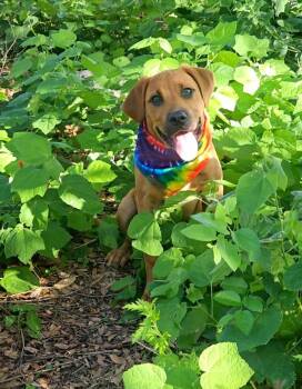 Darlene -  Hound and Great Dane Dog for Adoption in Wolcott, Connecticut - Darlene | PetCurious