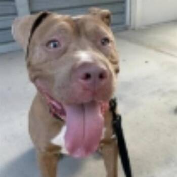 JULIA -  Pit Bull Terrier Dog for Adoption in Las Vegas, Nevada - JULIA | PetCurious